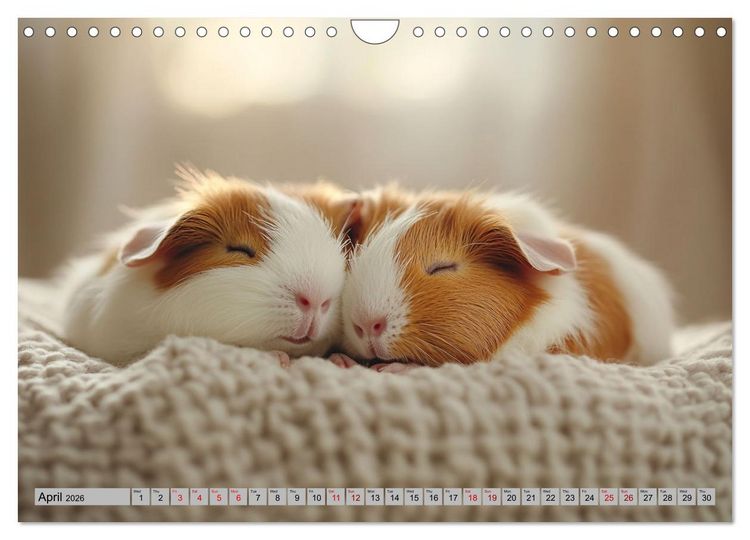 Produktbild: Guinea Pigs with Happy Squeal (Wall Calendar 2026 DIN A4 landscape), CALVENDO 12 Month Wall Calendar