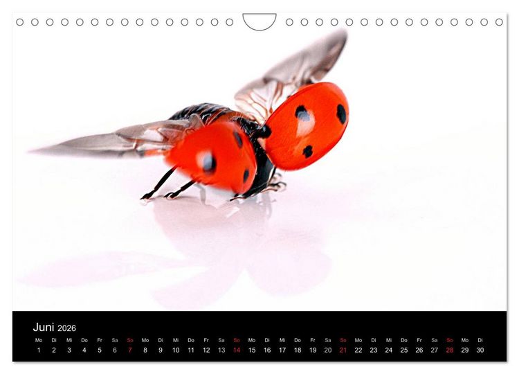 Produktbild: Viel Gl&uuml;ck - Marienk&auml;fer im Fotostudio (Wandkalender 2026 DIN A4 quer), CALVENDO Monatskalender
