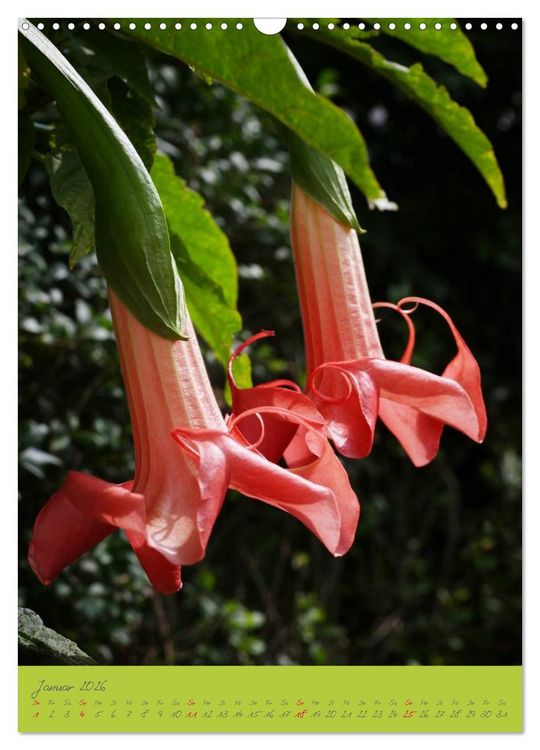 Produktbild: Brugmansia & Datura - Exotische Sch&ouml;nheiten (Wandkalender 2026 DIN A3 hoch), CALVENDO Monatskalender