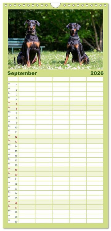 Produktbild: Familienplaner 2026 - Dobermann mit 5 Spalten (Wandkalender, 21 x 45 cm) CALVENDO