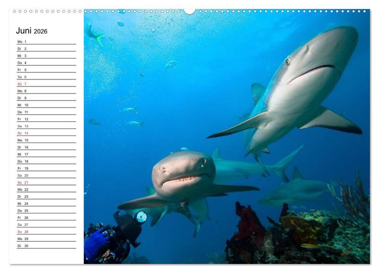 Produktbild: Tauchen - Abenteuer in Neptuns Wunderwelt (Wandkalender 2026 DIN A2 quer), CALVENDO Monatskalender
