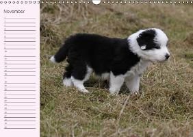 Produktbild: Border Collie-Welpen Geburtstagskalender (Wandkalender immerw&auml;hrend DIN A3 quer)