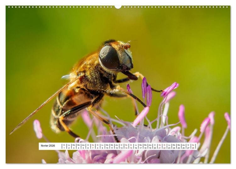 Produktbild: La vie de nos prairies - Les dipt&egrave;res (Calendrier mural 2026 DIN A2 vertical) calendrier de bureau