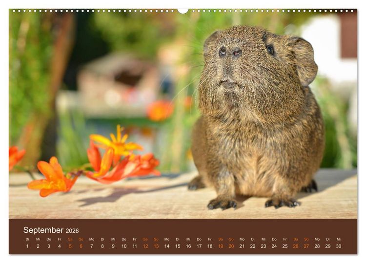 Produktbild: Meerschweinchen Portraits (hochwertiger Premium Wandkalender 2026 DIN A2 quer), Kunstdruck in Hochglanz