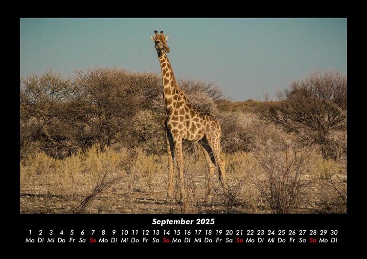Produktbild: Giraffen 2025 Fotokalender DIN A3