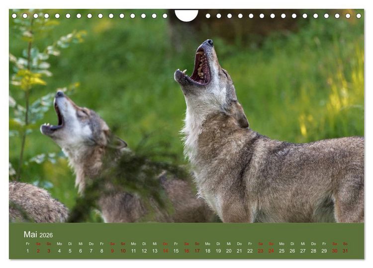 Produktbild: unter W&ouml;lfen (Wandkalender 2026 DIN A4 quer), CALVENDO Monatskalender