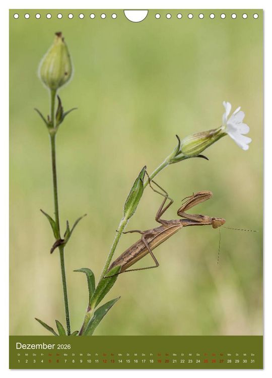 Produktbild: Die Gottesanbeterin. R&auml;uber der Insektenwelt. (Wandkalender 2026 DIN A4 hoch), CALVENDO Monatskalender