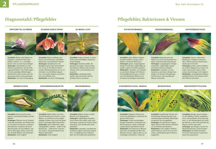 Produktbild: Orchideen pflegen