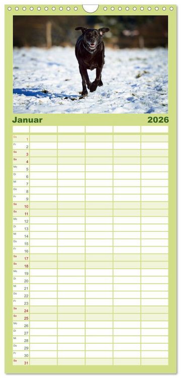 Produktbild: Familienplaner 2026 - Labrador Retriever mit 5 Spalten (Wandkalender, 21 x 45 cm) CALVENDO