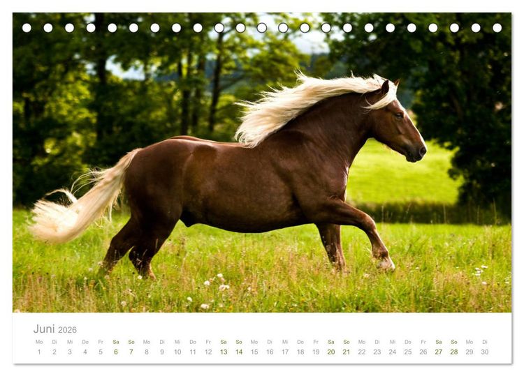 Produktbild: Faszination und Vielfalt - Schwarzw&auml;lder Kaltblut (Tischkalender 2026 DIN A5 quer), CALVENDO Monatskalender