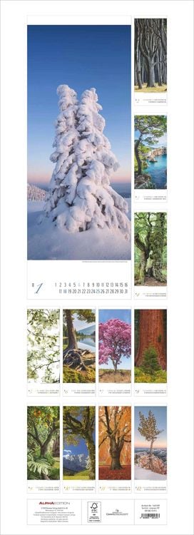 Produktbild: Bäume 2026 - Streifenkalender XXL 25x69 cm - Bildkalender im Hochformat - Wandplaner - Wandkalender - Bäumekalender