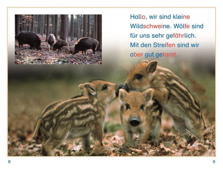 Produktbild: SUPERLESER! Tiere, top getarnt