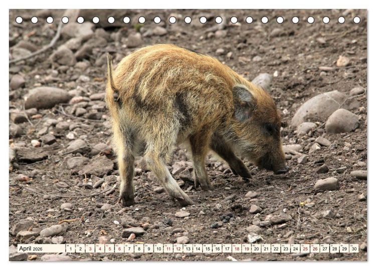 Produktbild: Wildschweine - Tiere aus unseren W&auml;ldern (Tischkalender 2026 DIN A5 quer), CALVENDO Monatskalender
