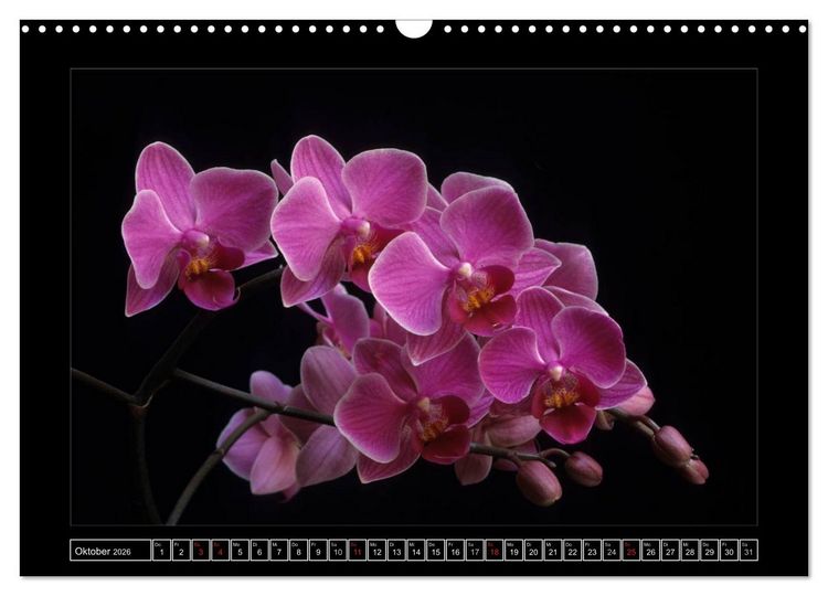 Produktbild: Orchideen 2026 (Wandkalender 2026 DIN A3 quer), CALVENDO Monatskalender