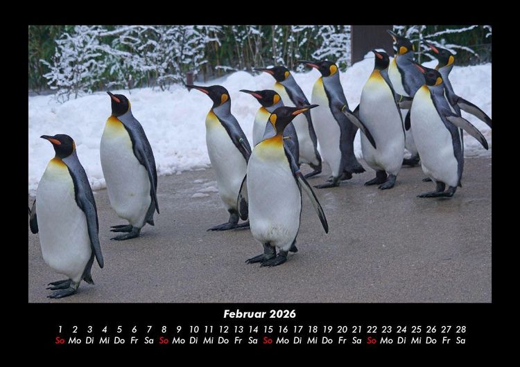 Produktbild: Pinguine & Eisb&auml;ren 2026 Fotokalender DIN A3