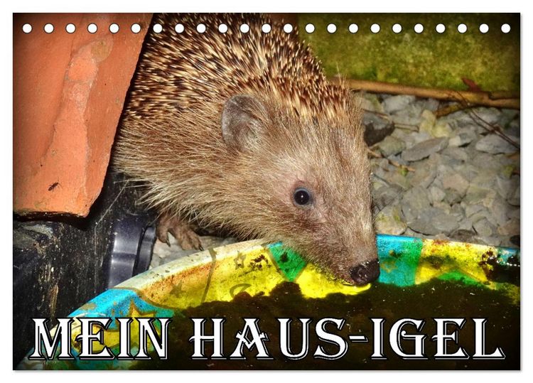 Produktbild: Mein Haus-Igel (Tischkalender 2026 DIN A5 quer), CALVENDO Monatskalender