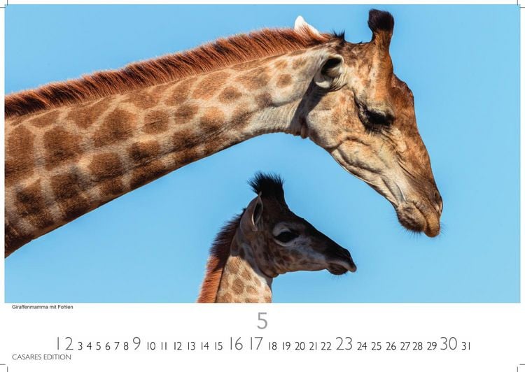 Produktbild: S&uuml;dafrika Kalender 2027 &ndash; Wandkalender | Fotokalender Afrika 24x35 cm - . mit atemberaubenden Natur- und Tierkalenderaufnahmen.