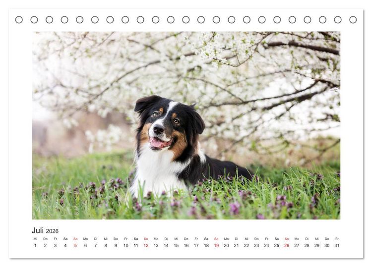 Produktbild: Herzensaussies - Australian Shepherd (Tischkalender 2026 DIN A5 quer), CALVENDO Monatskalender