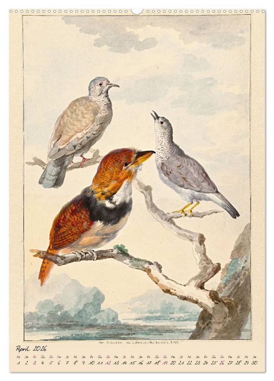 Produktbild: Aert Schouman. V&Ouml;GEL (Wandkalender 2026 DIN A2 hoch), CALVENDO Monatskalender