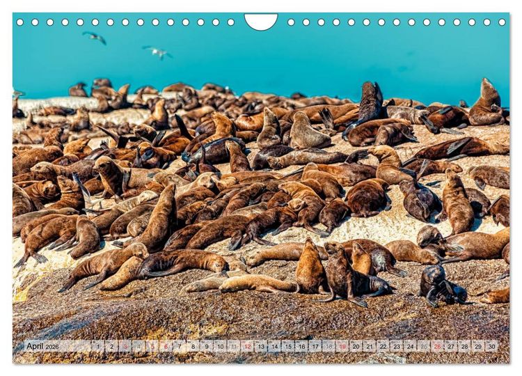 Produktbild: Westkap S&uuml;dafrika (Wandkalender 2026 DIN A4 quer), CALVENDO Monatskalender