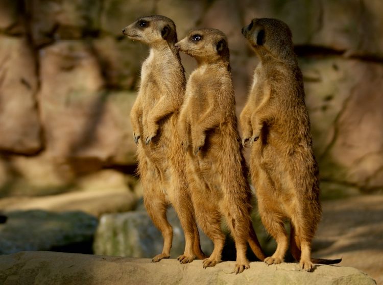 Produktbild: Die Welt der Erdm&auml;nnchen. (Puzzle)