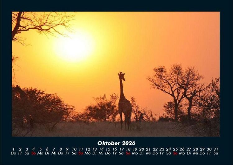Produktbild: Giraffen 2026 Fotokalender DIN A4