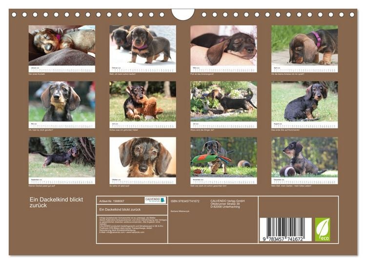 Produktbild: Ein Dackelkind blickt zur&uuml;ck (Wandkalender 2026 DIN A4 quer), CALVENDO Monatskalender