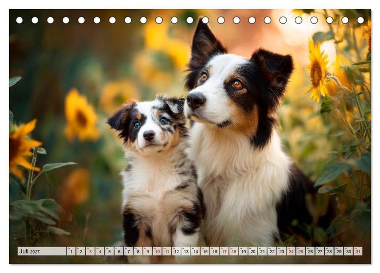 Produktbild: Border Collie - Magische Augenblicke (Tischkalender 2027 DIN A5 quer), CALVENDO Monatskalender