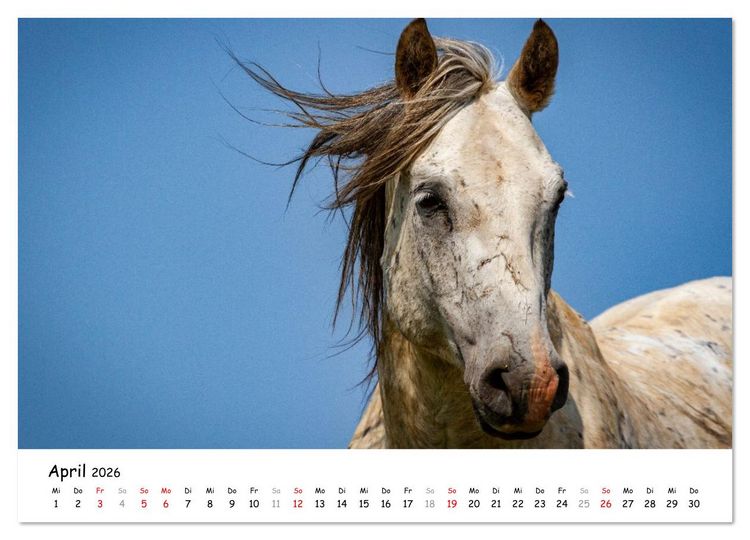Produktbild: Wildpferde am Kruzi Plateau (Wandkalender 2026 DIN A4 quer), CALVENDO Monatskalender