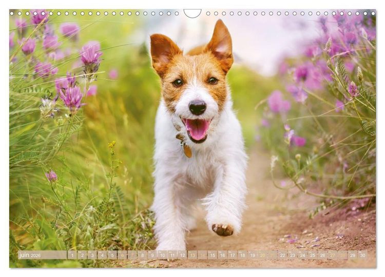 Produktbild: Jack Russell Terrier : vif et joueur (Calendrier mural 2026 DIN A3 vertical), CALVENDO calendrier mensuel