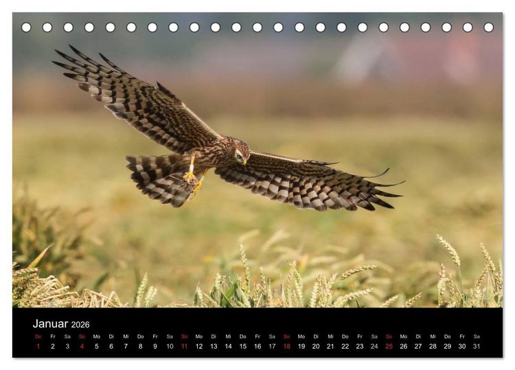 Produktbild: Wiesenweihen in Deutschland (Tischkalender 2026 DIN A5 quer), CALVENDO Monatskalender