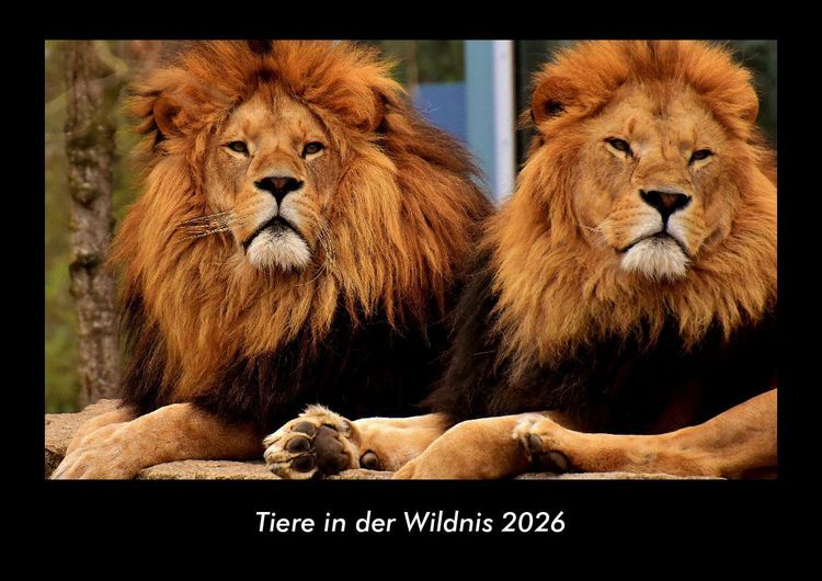 Produktbild: Tiere in der Wildnis 2026 Fotokalender DIN A3