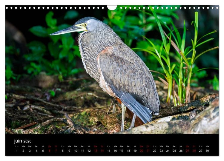Produktbild: Costa Rica Paradis de la Biodiversit&eacute; (Calendrier mural 2026 DIN A3 vertical), CALVENDO calendrier mensuel