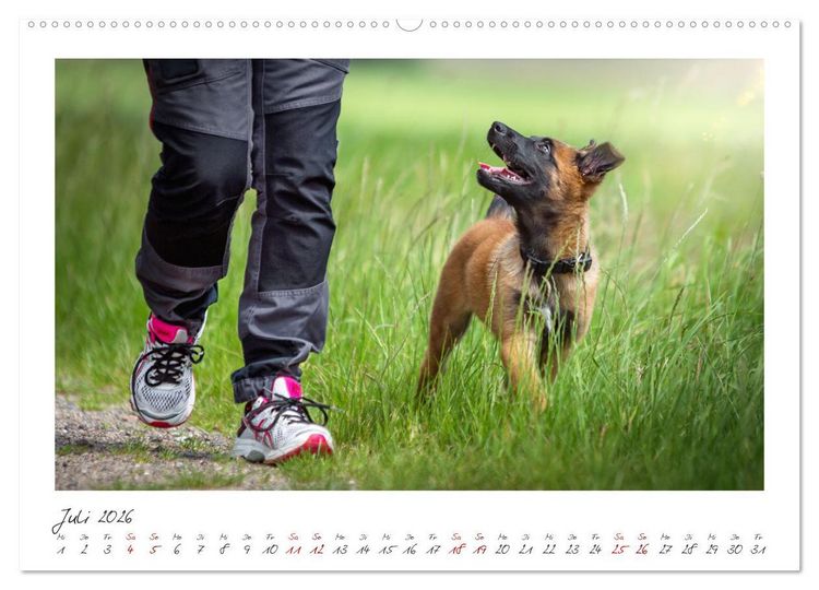 Produktbild: Traumhund Malinois (Wandkalender 2026 DIN A2 quer), CALVENDO Monatskalender