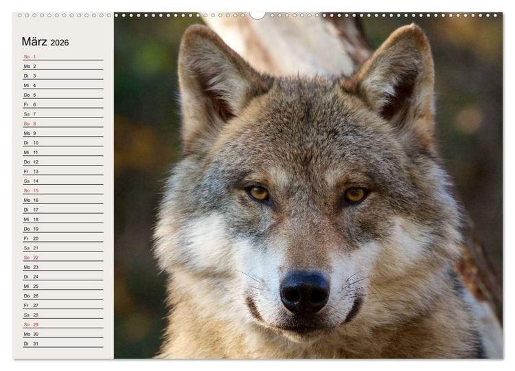 Produktbild: W&ouml;lfe. Verwegene Anmut (hochwertiger Premium Wandkalender 2026 DIN A2 quer), Kunstdruck in Hochglanz