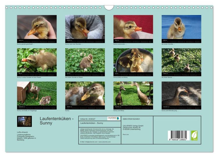 Produktbild: Laufentenk&uuml;ken - Sunny (Wandkalender 2026 DIN A3 quer), CALVENDO Monatskalender