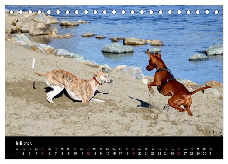 Produktbild: Whippets in Aktion (Tischkalender 2026 DIN A5 quer), CALVENDO Monatskalender
