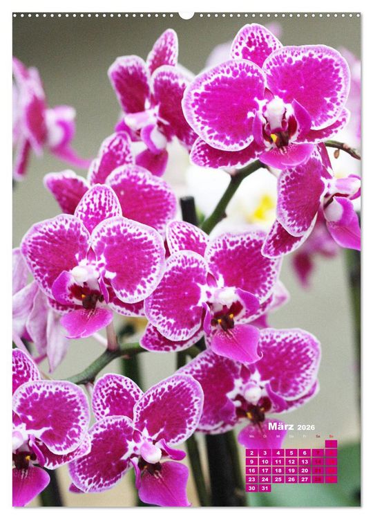Produktbild: Traumhafte Orchideen (Wandkalender 2026 DIN A2 hoch), CALVENDO Monatskalender