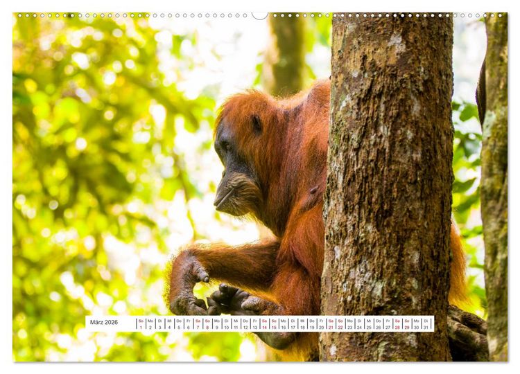 Produktbild: Gunung Leuser Nationalpark und seine Orang Utans (hochwertiger Premium Wandkalender 2026 DIN A2 quer), Kunstdruck in Hochglanz