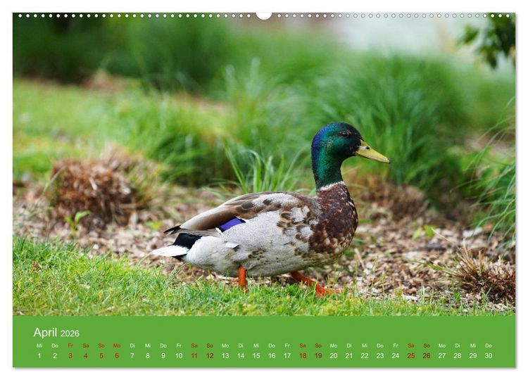 Produktbild: Faszination Enten (hochwertiger Premium Wandkalender 2026 DIN A2 quer), Kunstdruck in Hochglanz