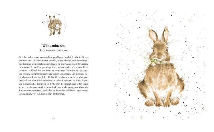 Produktbild: Tierleben &ndash; Auf der Wiese, im Wald und am Wasser