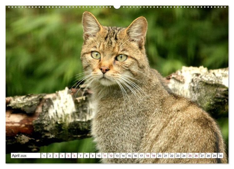 Produktbild: Wildkatzen - Die lautlosen J&auml;ger des Waldes (Wandkalender 2026 DIN A2 quer), CALVENDO Monatskalender
