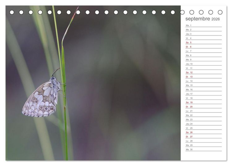 Produktbild: Dans le jardin des papillons (Calendrier de bureau 2026 DIN A5 vertical), CALVENDO calendrier mensuel