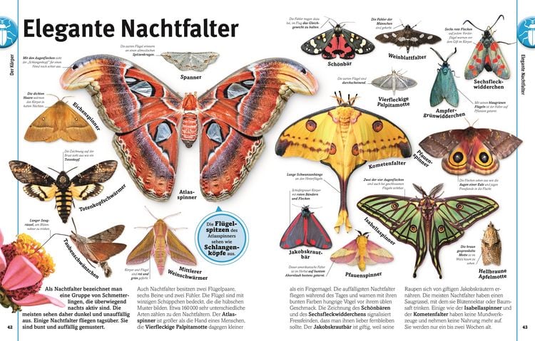 Produktbild: Unsere Welt in 1000 Bildern. Insekten