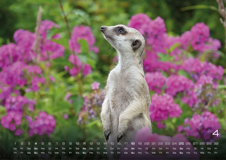 Produktbild: Erdm&auml;nnchen &ndash; Kleine W&auml;chter, gro&szlig;e Abenteuer! - 2027 - Kalender DIN A3