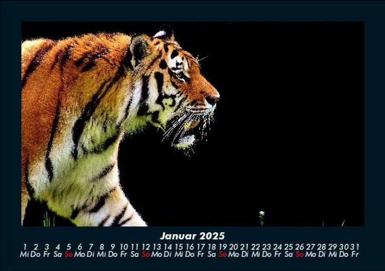 Produktbild: Tiger 2025 Fotokalender DIN A5