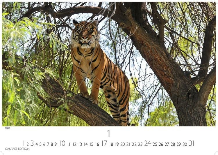 Produktbild: Big Cats Kalender 2027 &ndash; Wandkalender | Fotokalender Tierkalender 35x50cm &ndash; Wundersch&ouml;ner Gro&szlig;katzen-. mit beeindruckenden Fotos von Tiger| L&ouml;wen | Jaguar | Gepard | Luchs | Puma.