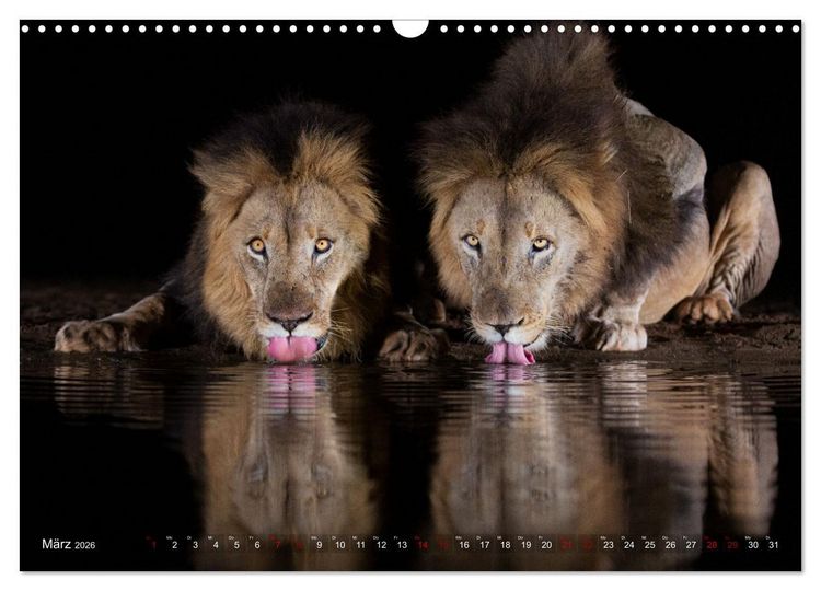 Produktbild: S&uuml;dafrika wunderbare Tierwelt (Wandkalender 2026 DIN A3 quer), CALVENDO Monatskalender