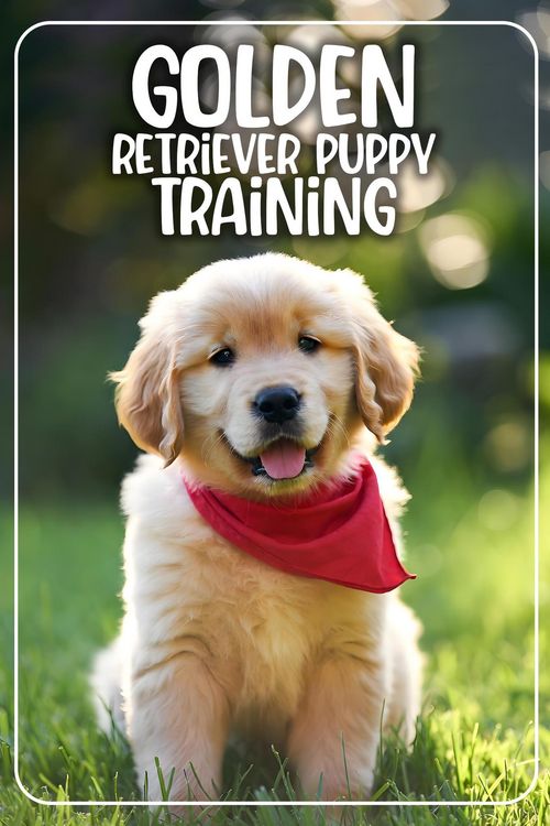 Produktbild: Golden Retriever Puppy Training
