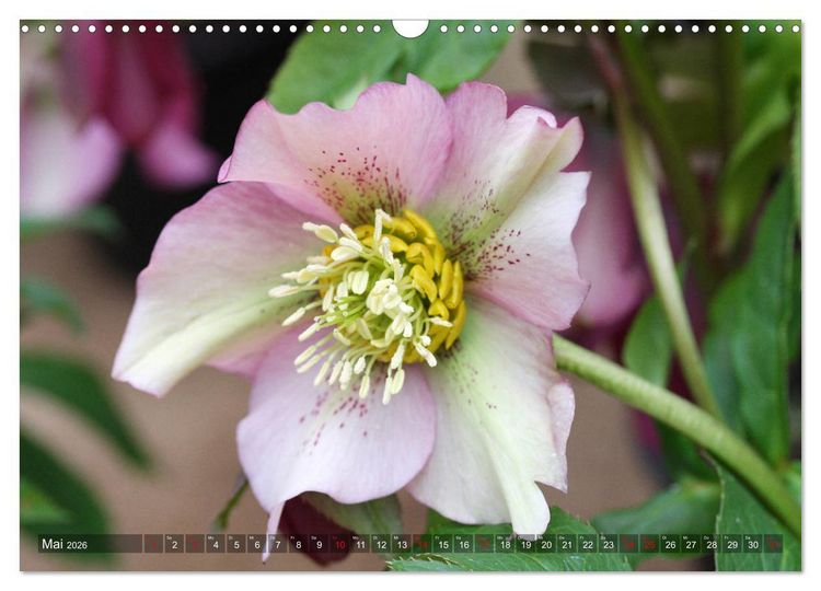 Produktbild: Christrosen (Wandkalender 2026 DIN A3 quer), CALVENDO Monatskalender